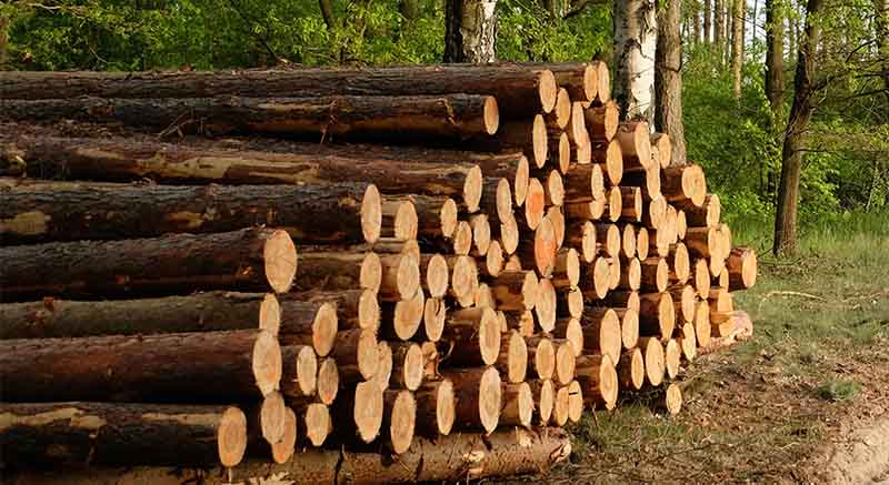 VSW35 Luxury Wood Doors - Premium Finishes & Custom Materials